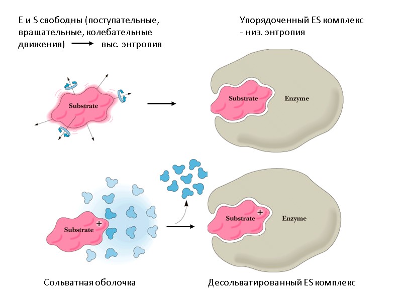 Сольватная оболочка Десольватированный ES комплекс E и S свободны (поступательные, вращательные, колебательные движения) 